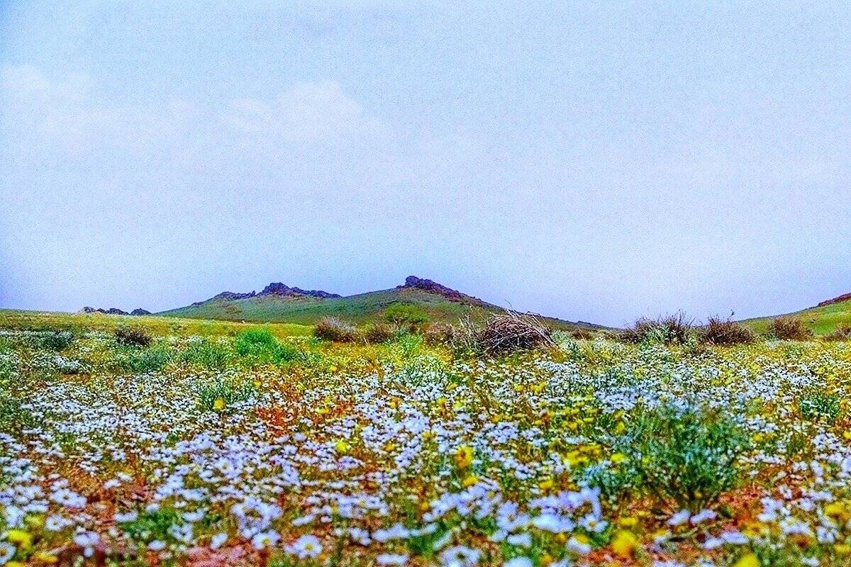 الربيع في السعودية