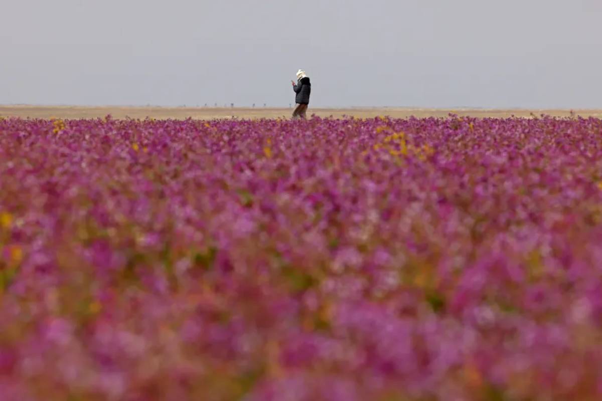 الربيع في السعودية
