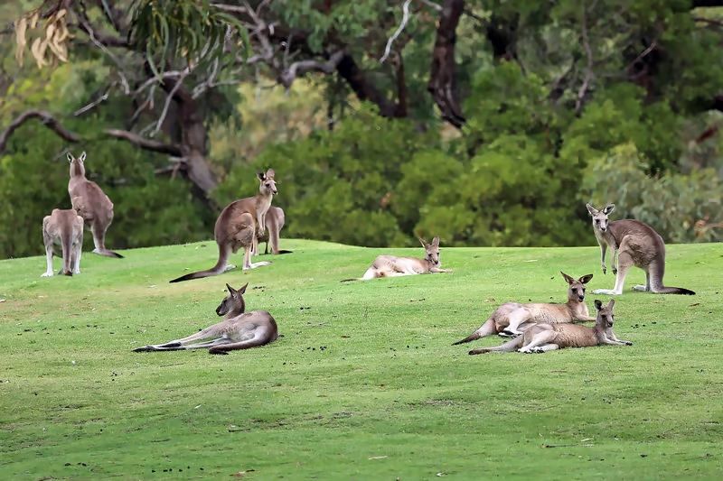 جهاز لإبعاد الكنغر