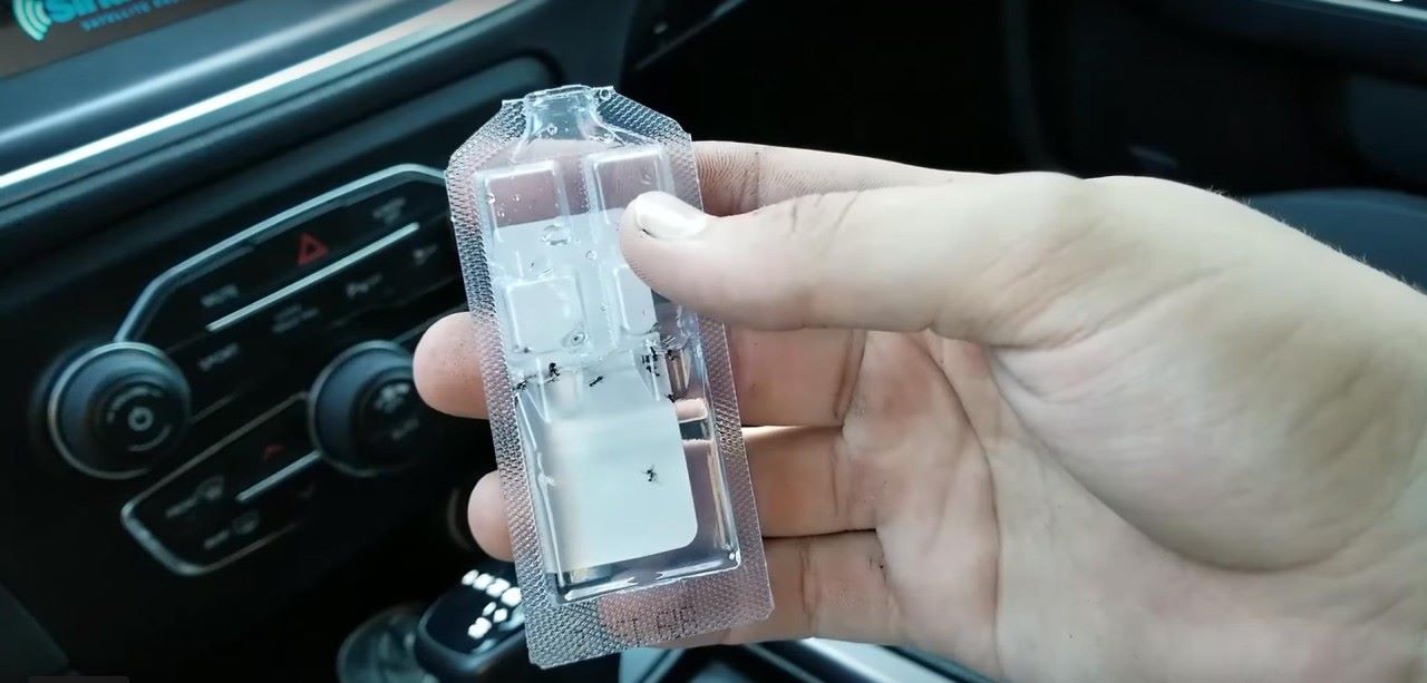 نمل في السيارة