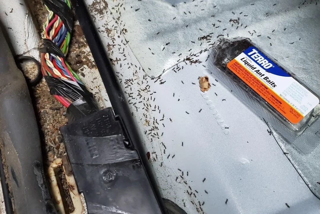 نمل في السيارة