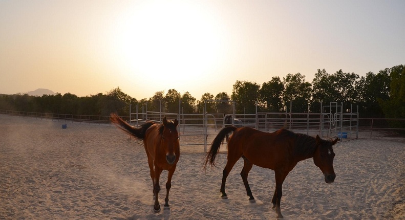 مزرعة خيول في الامارات