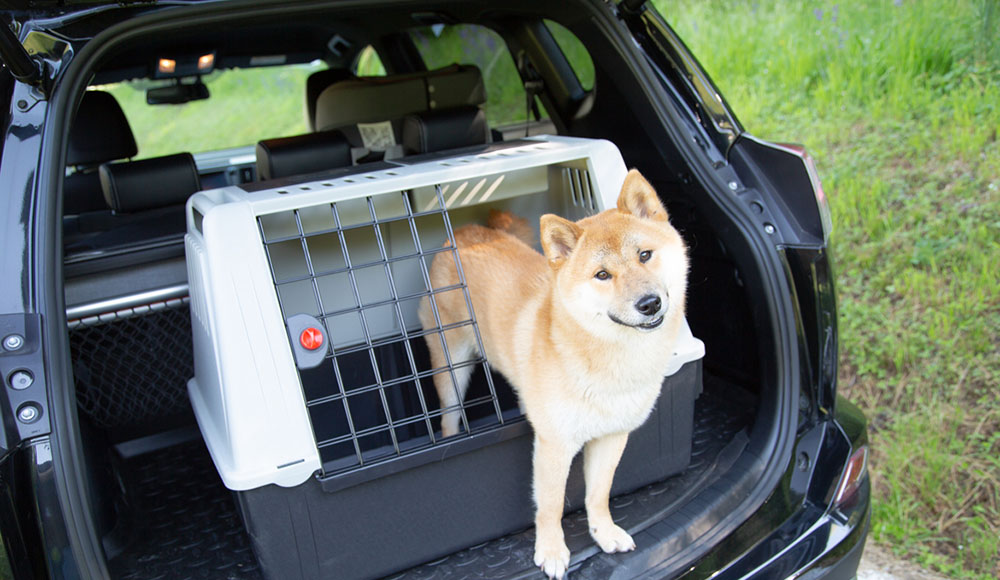 حيوانات أليفة