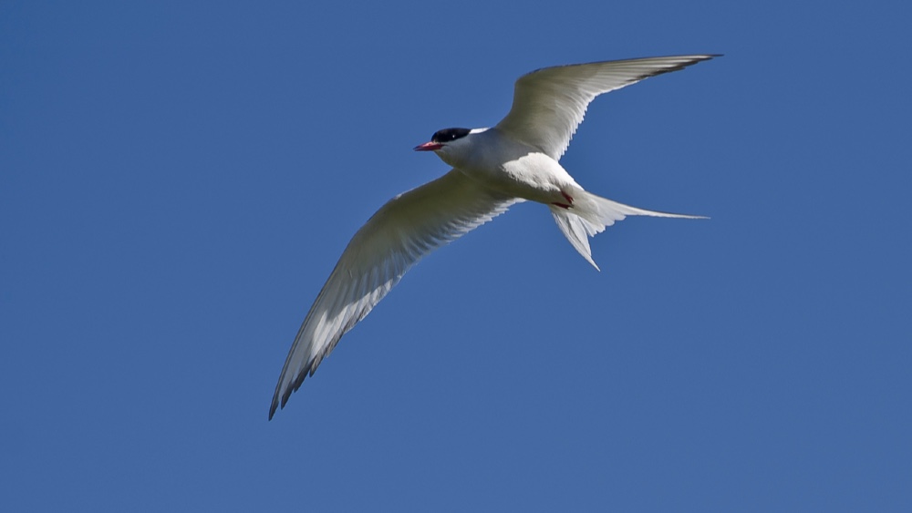 طائرة كهربائية كبيرة وغريبة