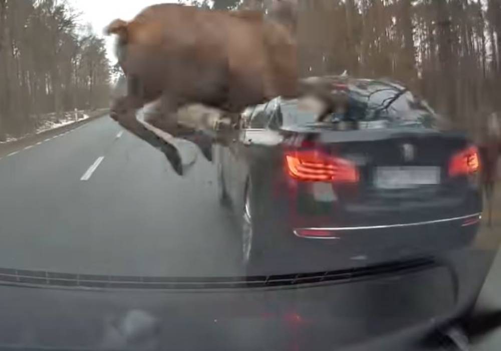 حادث فظيع بين سيارة بي ام دبليو وقطيع من الغزلان صورة 2