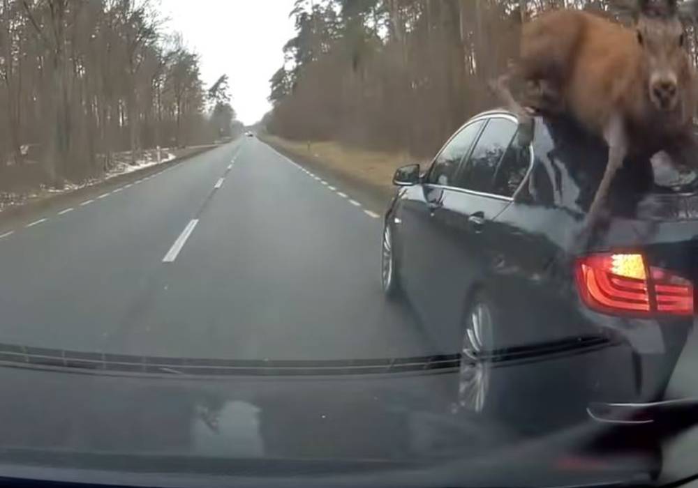 حادث فظيع بين سيارة بي ام دبليو وقطيع من الغزلان صورة 3