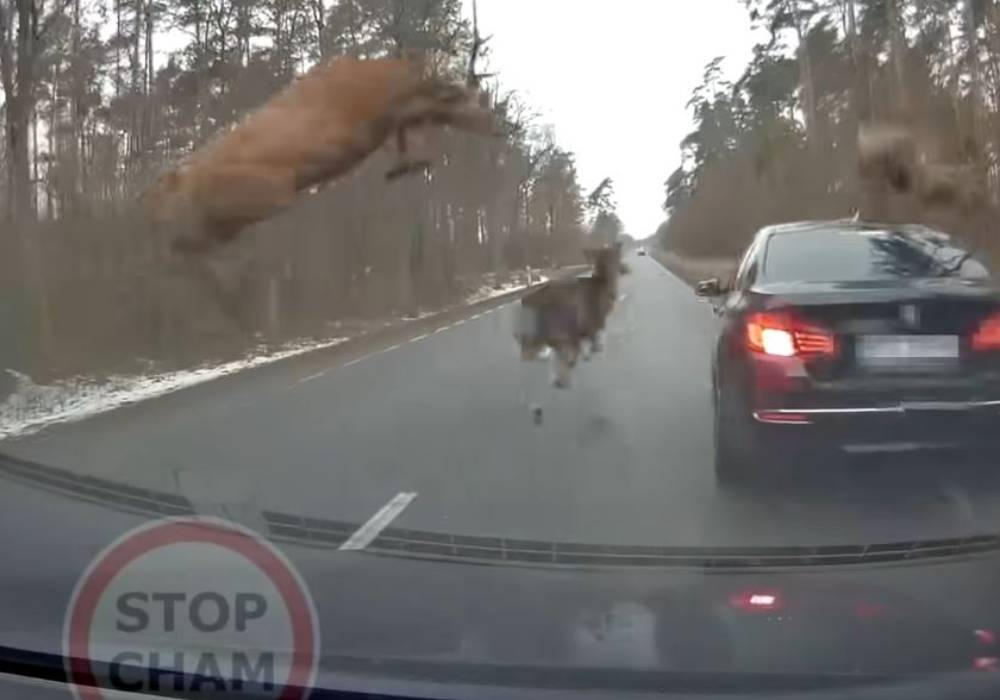 حادث فظيع بين سيارة بي ام دبليو وقطيع من الغزلان صورة 4