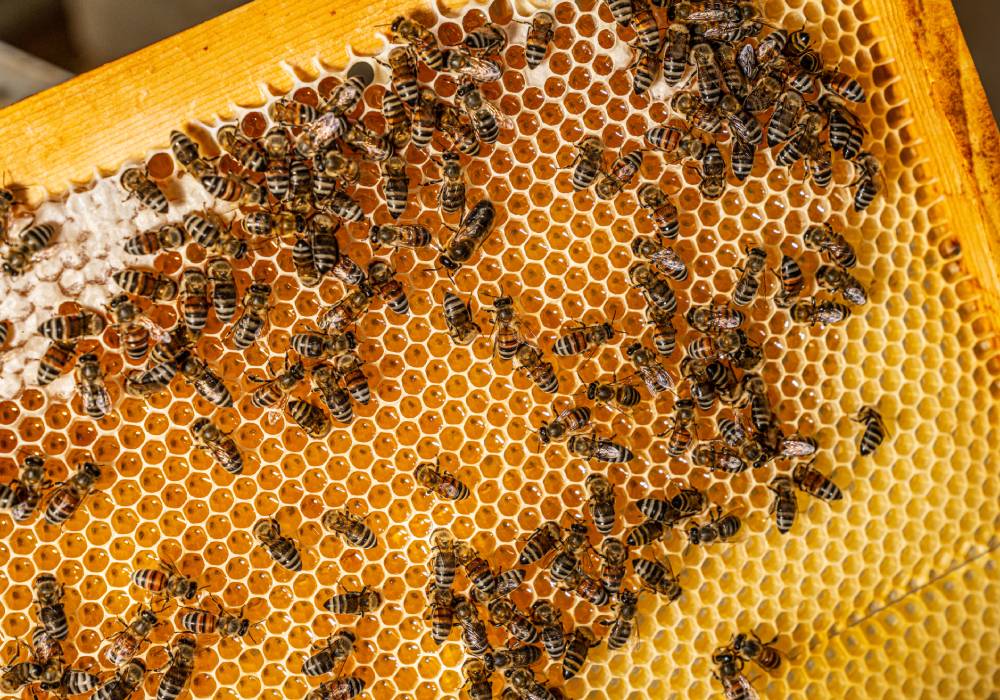 مبادرة المنحلة من رولز رويس صورة 2