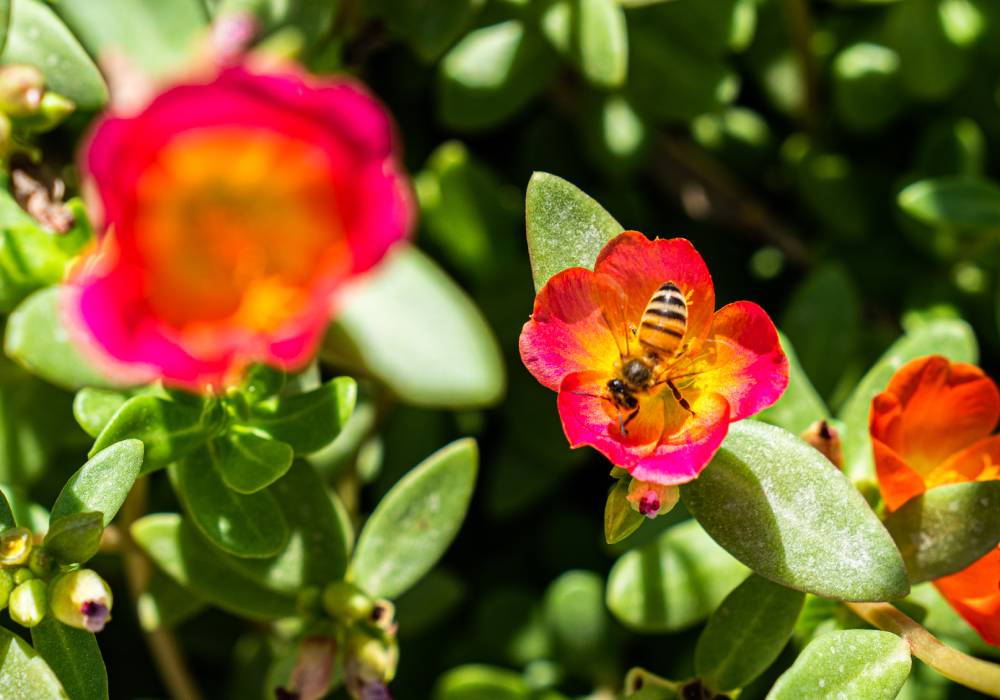 مبادرة المنحلة من رولز رويس صورة 3