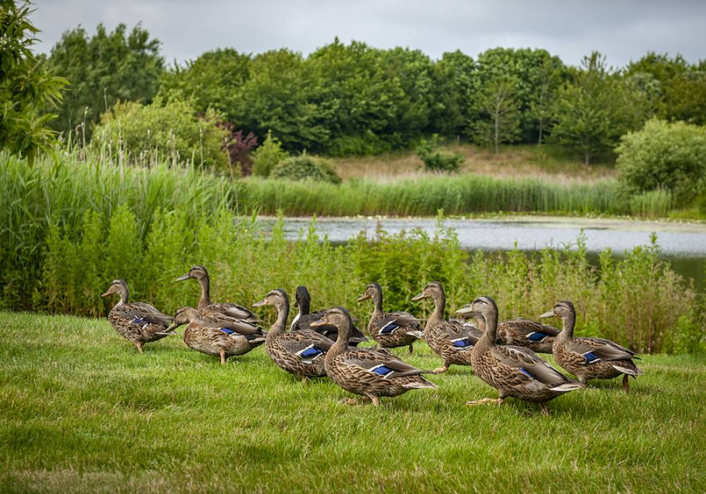 رولز-رويس تُنقذ فراخ من البط في جودوود صورة 2