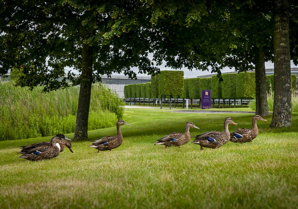 رولز-رويس تُنقذ فراخ من البط في جودوود صورة 3