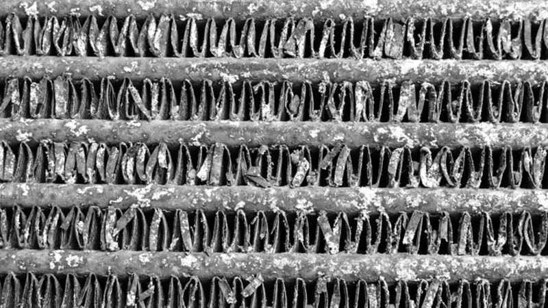 زعانف منحنية أو تالفة