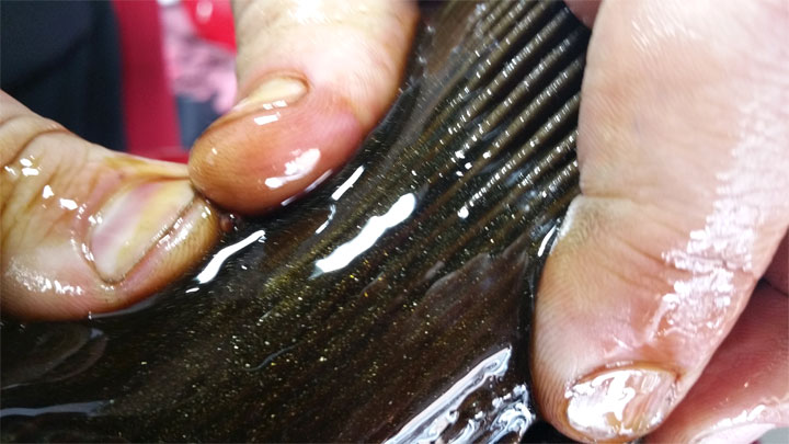 ترسبات معدنية على عزقة الزيت