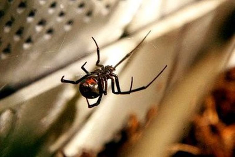  استعلام عن استدعاء السيارات