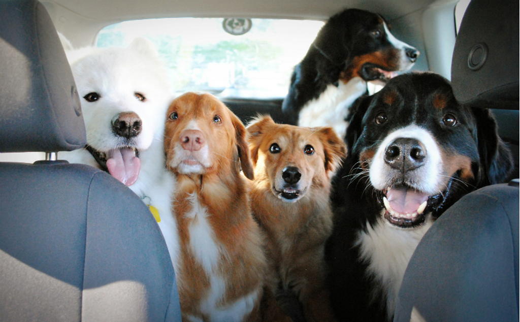 نقل حيوان أليف في السيارة