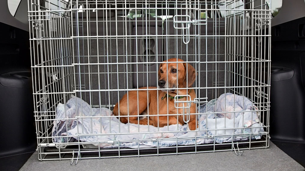 نقل الكلب في السيارة