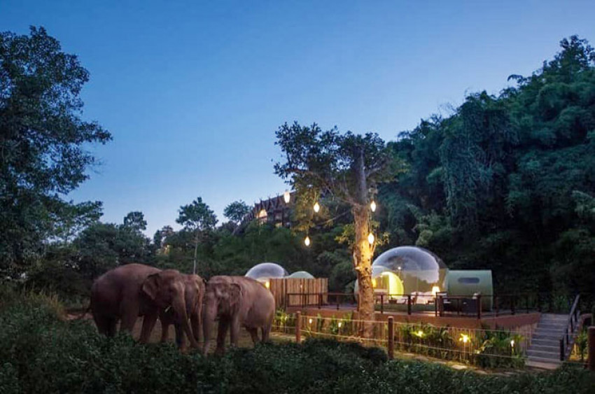 غرف Jungle Bubble الشفافة تمكنك من رؤية الفيلة في تايلند