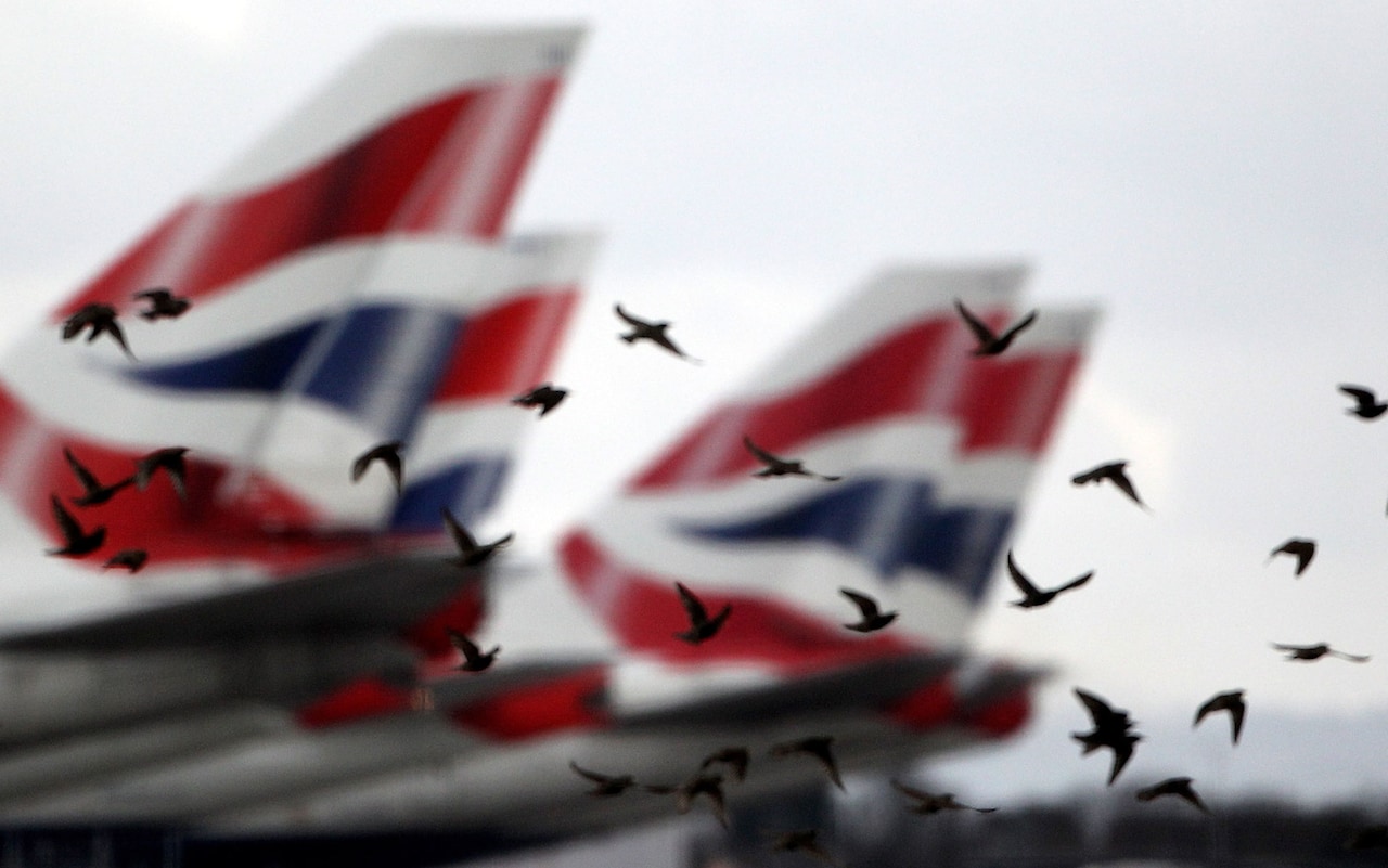 هل يمكن للطيور أن تسبب بسقوط طائرات الركاب؟